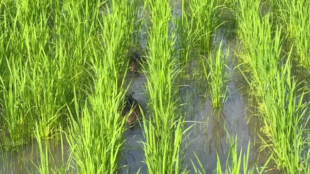 カルガモ
